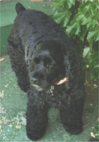 Doz the Dog